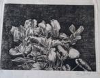 Mooie ets cyclamen, Antiek en Kunst, Kunst | Etsen en Gravures, Ophalen of Verzenden