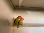 Agapornissen fischeri wildkleur, Dieren en Toebehoren, Vogels | Parkieten en Papegaaien, Mannelijk, Dwergpapegaai of Agapornis