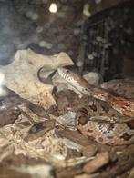 Rattenslang handtam, Dieren en Toebehoren, Slang, Met terrarium, 3 tot 6 jaar
