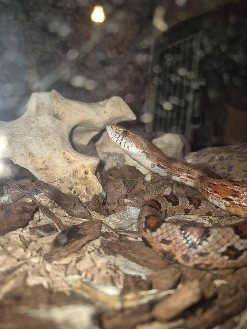 Rattenslang handtam, Dieren en Toebehoren, Reptielen en Amfibieën, Slang, 3 tot 6 jaar, Met terrarium, Tam