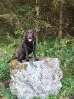 Adoptie hond / herplaatser gezocht, Dieren en Toebehoren, 1 tot 2 jaar, Eén hond, Nederland, Particulier