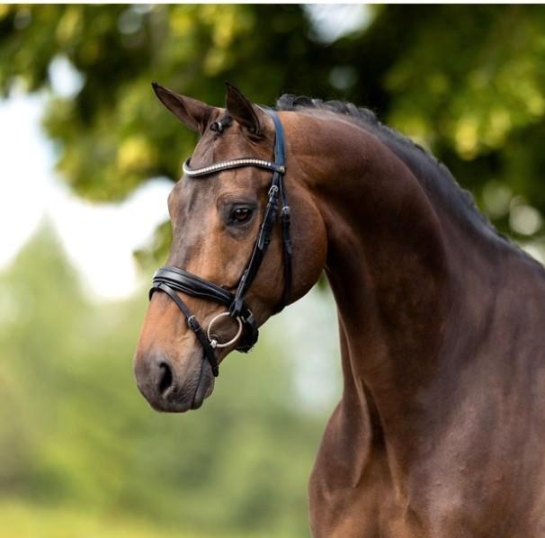 Gloednieuw BR Oldham hoofdstel maat Full., Dieren en Toebehoren, Paarden en Pony's | Hoofdstellen en Tuigage, Nieuw, Dressuur