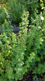 oregano, keukenkruid, lila, vaste plant, bijna gratis, Ophalen, Vaste plant, Halfschaduw, Kruiden