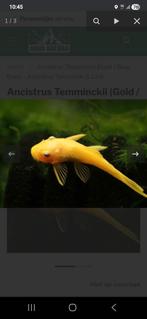 Ancistrus orange lemon bleu eyes 6.cm locatie maastricht., Dieren en Toebehoren, Vissen | Aquariumvissen, Vis