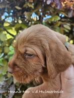 Vizsla Draadhaar pups met stamboom FCI, Overige rassen, CDV (hondenziekte), 8 tot 15 weken, Meerdere