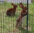 Rex Castor konijnen, Dieren en Toebehoren, April, Vrouwelijk, Overige typen