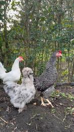 Tam en vriendelijk zijdehoender haantje, Dieren en Toebehoren, Pluimvee, Mannelijk, Kip