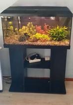 Juwel 80 cm aquarium tekoop, Ophalen, Zo goed als nieuw, Leeg aquarium