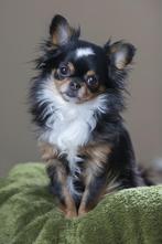 Chihuahua huso, Dieren en Toebehoren, Rabiës (hondsdolheid), Reu, 1 tot 2 jaar, Eén hond