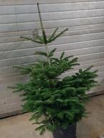 Kerstbomen: Nordman, Blauwspar, Omorica, Tuin en Terras, Planten | Bomen, Ophalen