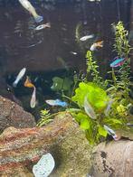 Guppen guppys endler neon tetra, Dieren en Toebehoren, Vissen | Aquariumvissen, Vis