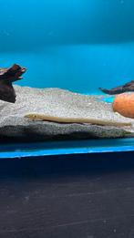 Erpetoichthys calabaricus - Afrikaanse wimpelaal, Dieren en Toebehoren, Vissen | Aquariumvissen, Vis, Zoetwatervis