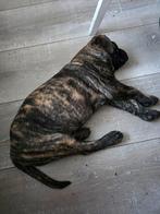 Boerboel x boerboel/stafford 75% boerboel, Rabiës (hondsdolheid), 8 tot 15 weken, Meerdere, Meerdere dieren