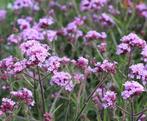 Verbena bonariensis ‘Lollipop’ (Ijzerhard), Ophalen of Verzenden, Zomer, Overige soorten, Volle zon