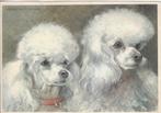 G143 ansichtkaart voor het kind 1964 hond dwergpoedels, Ophalen of Verzenden, 1960 tot 1980, Gelopen, Kinderen