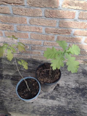 Eik boom eiken boompje 2 a 3 jarige 25 a 35 cm  beschikbaar voor biedingen