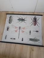 HK living insecten wanddecoratie schoolplaat vintage poster, Ophalen, Zo goed als nieuw, Schilderij, 100 tot 125 cm