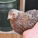2 japanse kwartel haantjes, Dieren en Toebehoren, Pluimvee, Mannelijk, Overige soorten