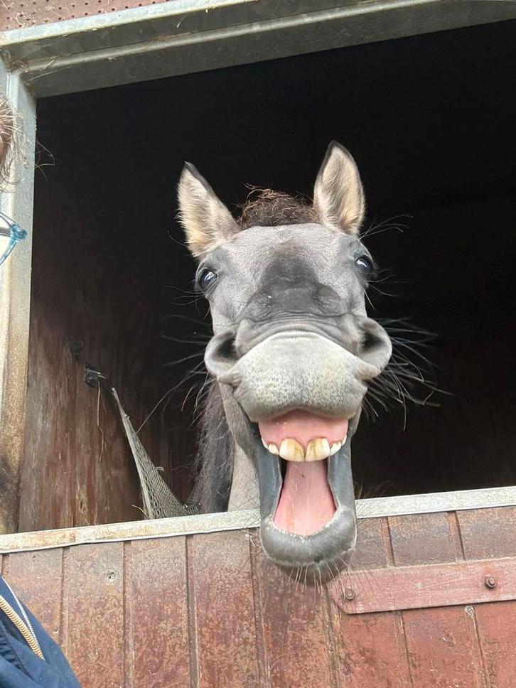 Konik merrie 2,5 jaar, Dieren en Toebehoren, Pony's, Merrie, Met stamboom