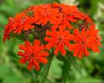 Lychnis Chalcedonica | Maltese Kruis | Chemievrij, Overige soorten, Volle zon, Vaste plant, Ophalen of Verzenden