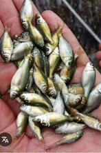 Spiegelkarpers baby schubkarpers vis vissen aquarium vijver, Dieren en Toebehoren, Karper of Koi