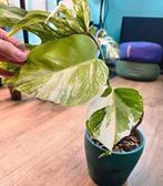 Monstera Albo Variegata, Huis en Inrichting, Kamerplanten, Ophalen of Verzenden, Overige soorten, In pot, Minder dan 100 cm