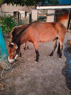 Pony  te koop., Dieren en Toebehoren, Paarden, Merrie, Recreatiepaard