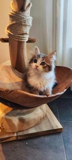 Siberische kitten katertje, hypoallergeen, Dieren en Toebehoren, Kater, Gechipt, 0 tot 2 jaar