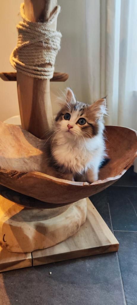Siberische kitten katertje, hypoallergeen, Dieren en Toebehoren, Katten en Kittens | Raskatten | Langhaar, Kater, 0 tot 2 jaar