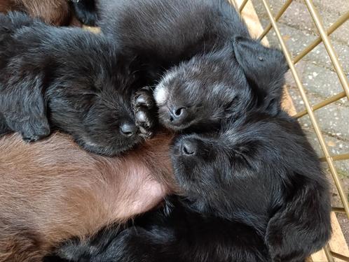 4 pups kruising Goldendoodle en Labrador, Dieren en Toebehoren, Honden | Retrievers, Spaniëls en Waterhonden, Meerdere dieren