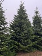 grote nordmann kerstbomen, Tuin en Terras, Ophalen, Lente, Volle zon, Overige soorten