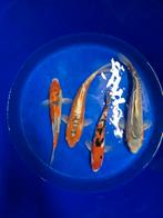 Japanse koi s 30-35 cm, Dieren en Toebehoren, Vissen | Vijvervissen, Karper of Koi