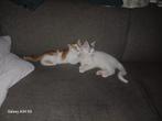 2 lieve kittens, Dieren en Toebehoren, Katten en Kittens | Overige Katten, Kater, Kortharig, 0 tot 2 jaar