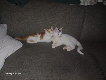 2 lieve kittens  beschikbaar voor biedingen
