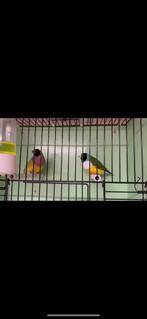 Zk wb man x zk pb pop split witborst, Dieren en Toebehoren, Vogels | Overige Vogels, Meerdere dieren