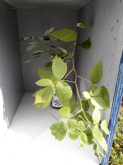 Frambozen stekjes deelkastje Gruttostraat Geldrop, Tuin en Terras, Planten | Fruitbomen, Overige soorten, Zomer, Ophalen