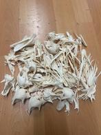 Schedel botjes tamme gans., Ophalen of Verzenden, Gebruikt, Vogel, Schedel