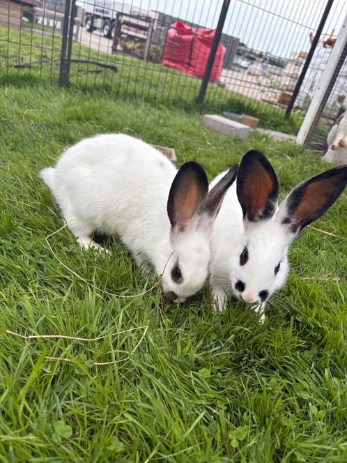 Lotharinger Groot voedster konijnen, Dieren en Toebehoren, Konijnen, Groot, Vrouwelijk, 0 tot 2 jaar
