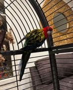 Eastern Rosella papegaai, Dieren en Toebehoren, Vogels | Parkieten en Papegaaien, Mannelijk, Papegaai