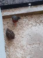 Chinese dwergkwartels, Dieren en Toebehoren, Vogels | Overige Vogels, Meerdere dieren