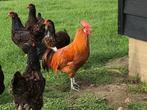 Haan, Dieren en Toebehoren, Pluimvee, Mannelijk, Kip