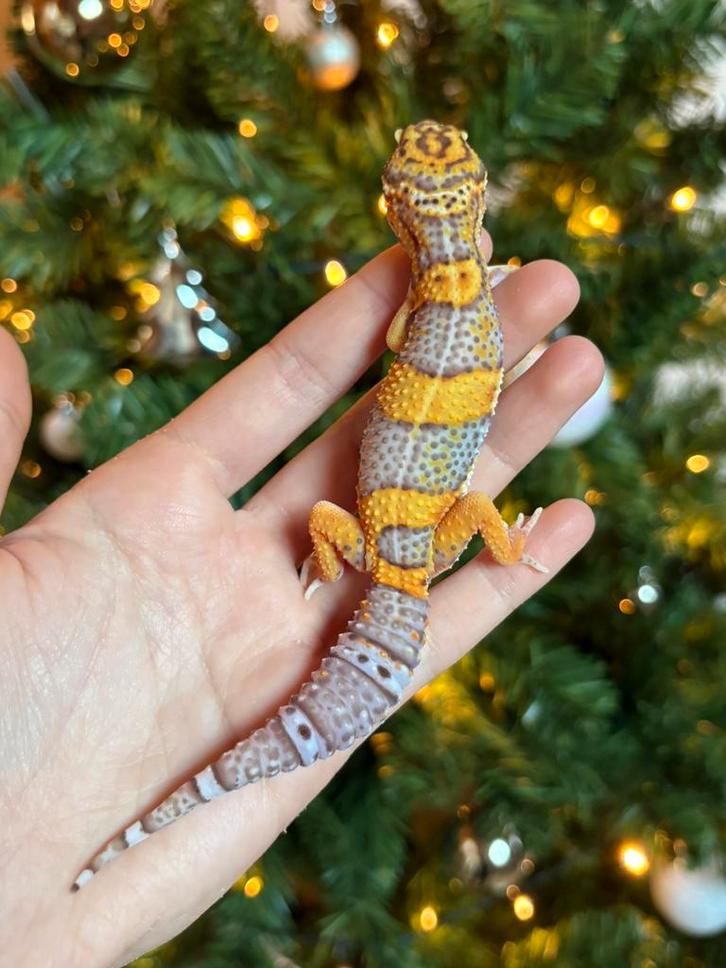 Bell albino luipaardgekko man