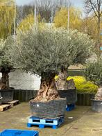 Bonsai olijfbomen, Ophalen of Verzenden