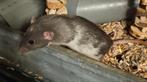 2 ratjes, Dumbo dames met kooi, Rat, Juli, Vrouwelijk, Tam