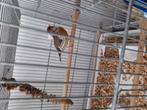 Bastaart putter man mooi zanger, Dieren en Toebehoren, Vogels | Kanaries