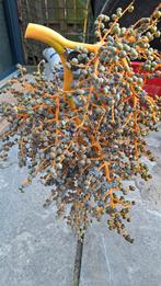 Te koop: 3 mooie grote verse dadeltakken, Ophalen, Zo goed als nieuw