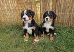 1 Prachtige Berner Sennen kruising Pup Geboren op 21 Mei!, Dieren en Toebehoren, Honden | Niet-rashonden, Rabiës (hondsdolheid)