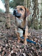 Lieve Kayza ter adoptie!, Dieren en Toebehoren, Particulier, Rabiës (hondsdolheid), 1 tot 2 jaar, Buitenland