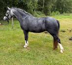 Welsh sectie A merrie, Merrie, B, 3 tot 6 jaar, B pony (1.17m tot 1.27m)