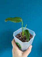 Philodendron Burle Marx Flame, Ophalen of Verzenden, Overige soorten, Minder dan 100 cm